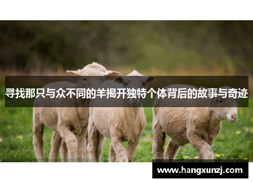寻找那只与众不同的羊揭开独特个体背后的故事与奇迹